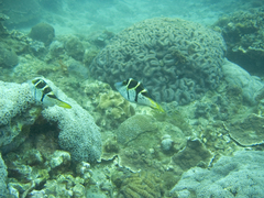 Paraluteres prionurus