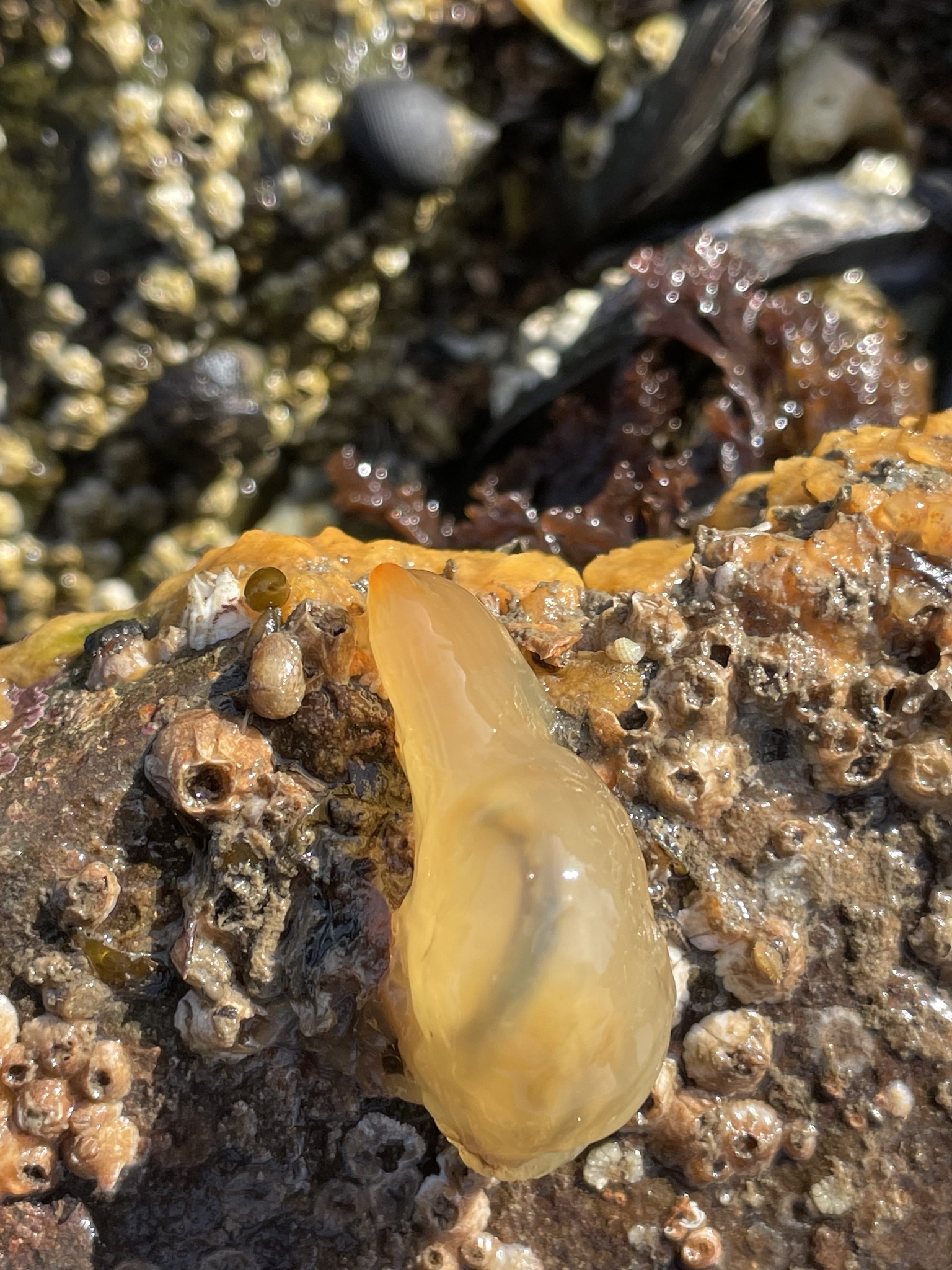 Ciona intestinalis (Linnaeus, 1767)