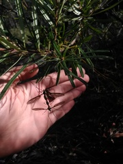 Pseudoleptotarsus nigrinus