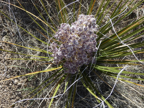 Image of Nolina greenei by (c) bmasinton, some rights reserved (CC BY-SA)