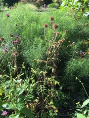 Echinops sphaerocephalus
