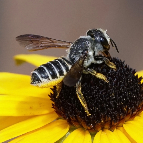 Megachile frugalis Cresson, 1872