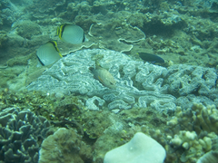 Cephalopholis urodeta