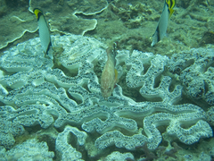 Cephalopholis urodeta