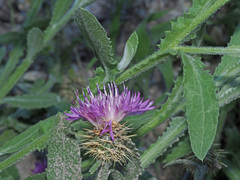 Centaurea seridis sonchifolia