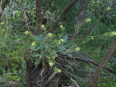 Biscutella sempervirens