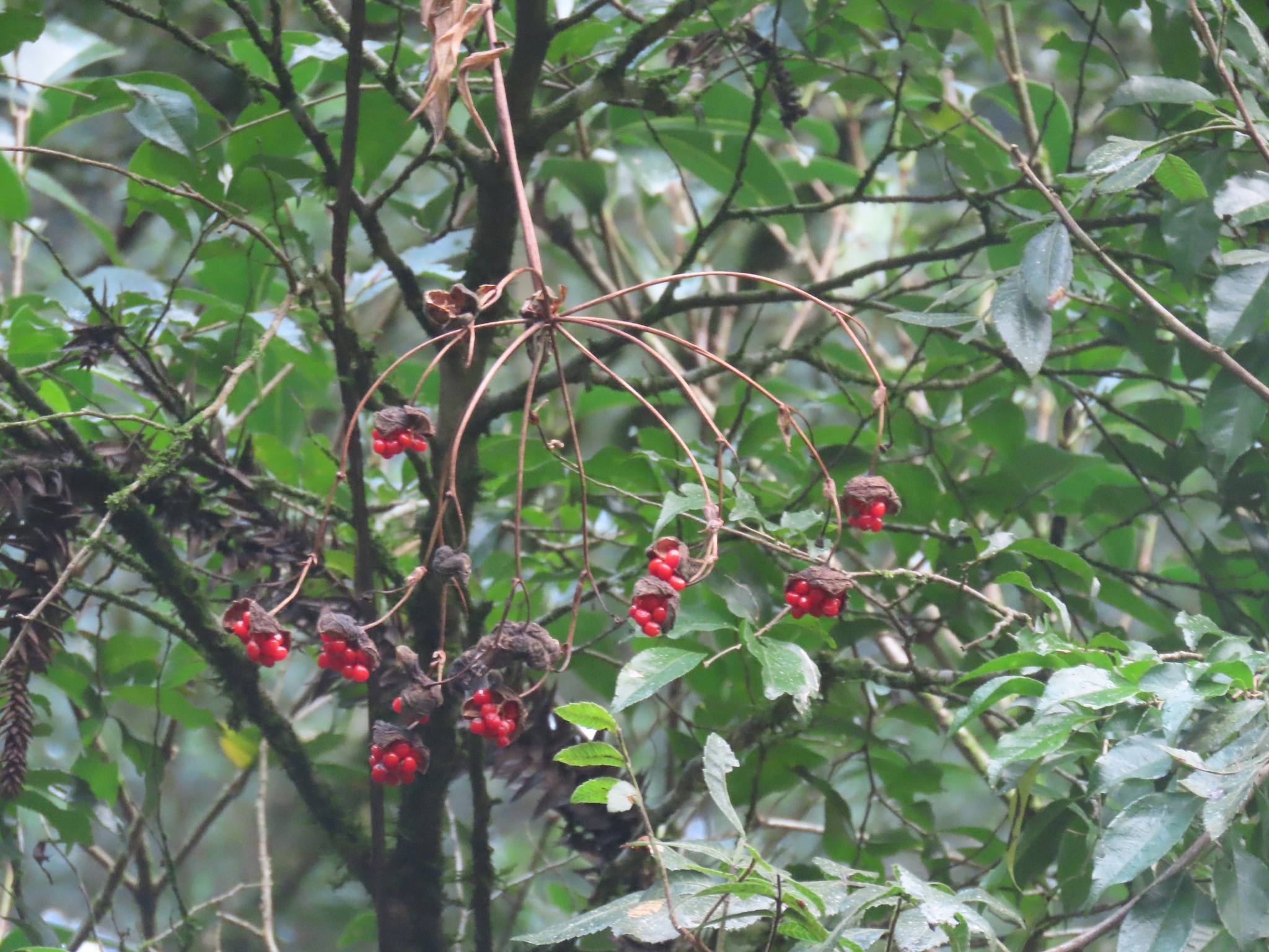 Bomarea edulis