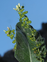 Biscutella sempervirens