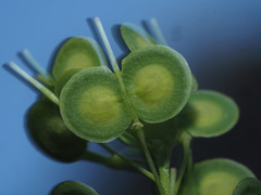 Biscutella sempervirens