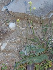 Biscutella sempervirens