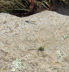 Erpetogomphus