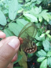 Cithaerias