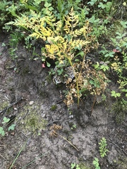 Ligusticum porteri