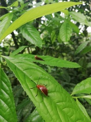 Ellipticus dorbignyi