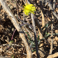 Crassothonna protecta