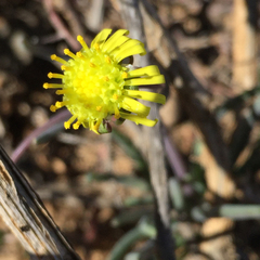 Crassothonna protecta