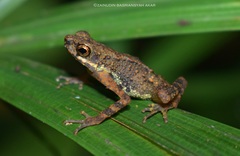 Ansonia albomaculata