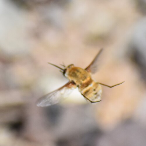 Bomber fly photo 4