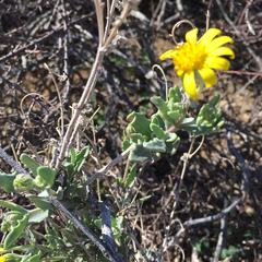 Osteospermum sinuatum sinuatum