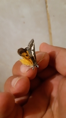 Euscirrhopterus poeyi