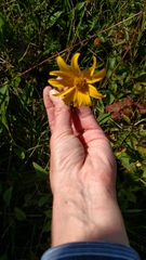 Helianthus occidentalis