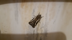 Euscirrhopterus poeyi