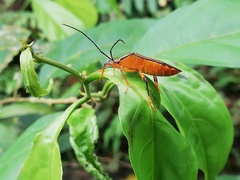 Melucha lineatella
