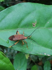 Melucha lineatella