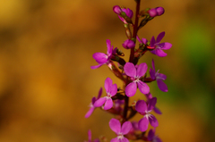Stylidium montanum