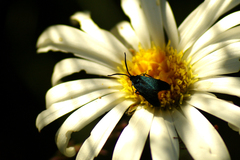 Pollanisus lithopastus