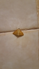 Helvibotys helvialis