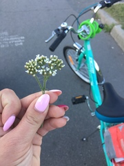 Achillea millefolium