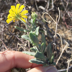 Osteospermum sinuatum sinuatum