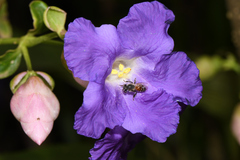 Strobilanthes callosa