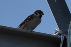 Passer montanus