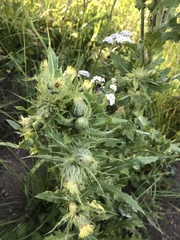 Cirsium parryi