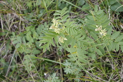 Astragalus americanus
