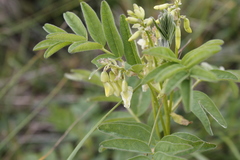 Astragalus americanus
