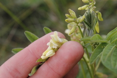 Astragalus americanus