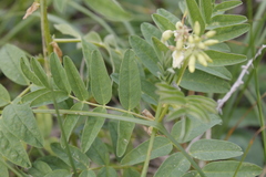 Astragalus americanus