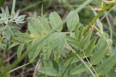 Astragalus americanus