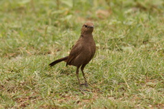 Copsychus fulicatus
