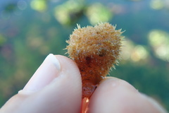 Boltenia villosa