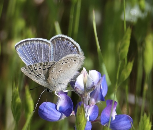 Boisduval's Blue photo 4