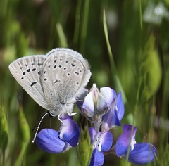 Boisduval's Blue