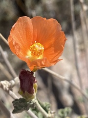 Sphaeralcea ambigua