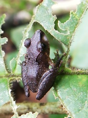 Pristimantis kichwarum