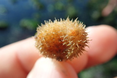 Boltenia villosa
