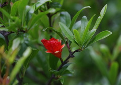 Punica granatum