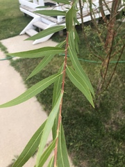 Salix